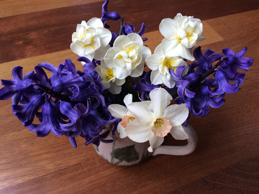 hyacinth1